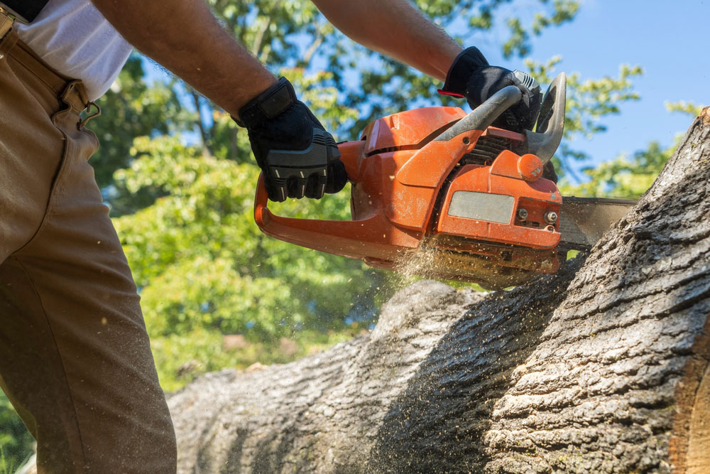 Emergency Tree Service, Tree Removal Services | Denham Springs